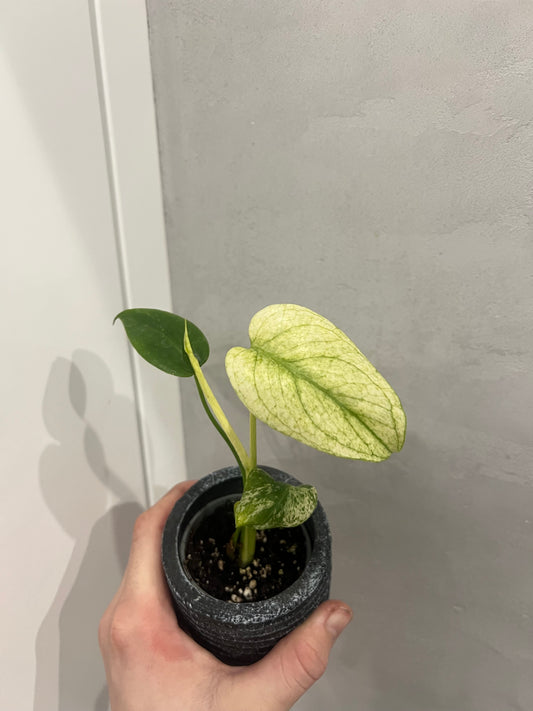 Monstera del… mint