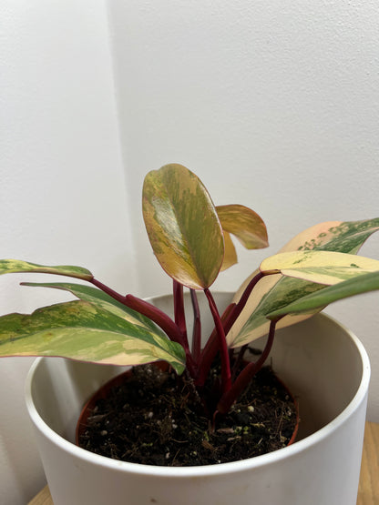philodendron strawberry shake