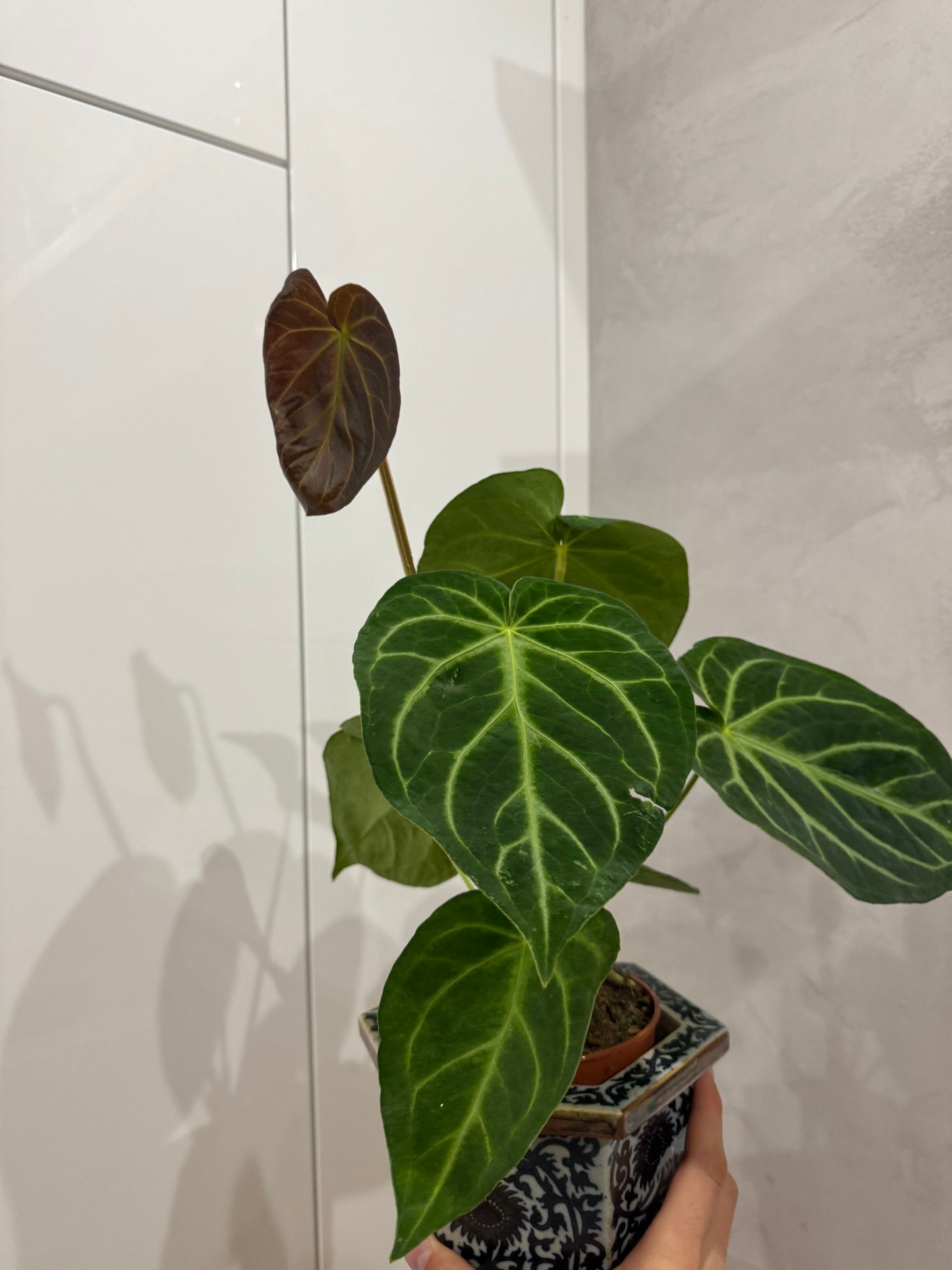 Anthurium??