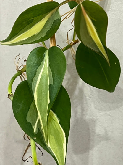 Philodendron cream splash