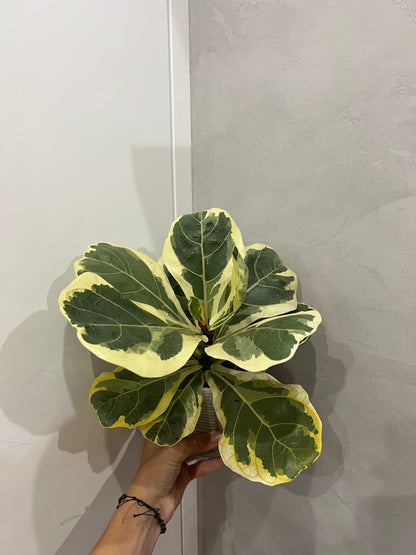 ficus lyrata variegated