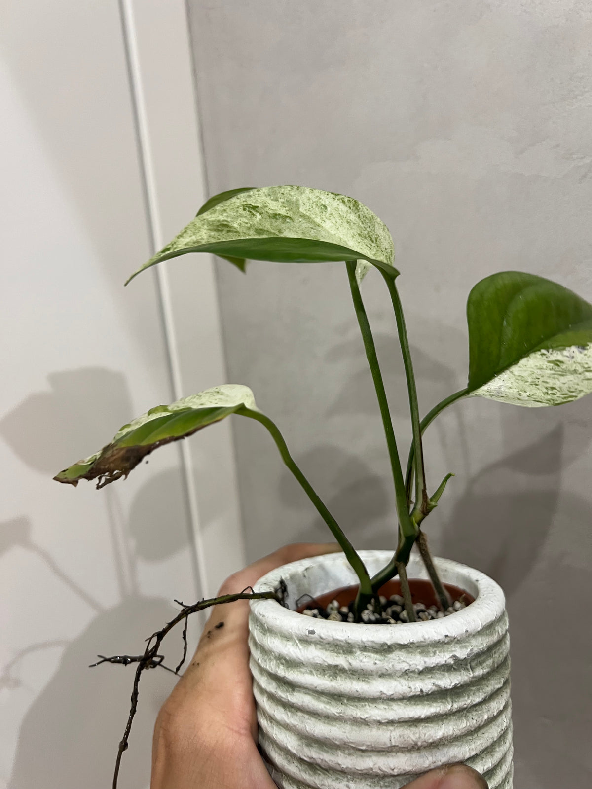 Epipremnum Pinnatum Marble
Variegated