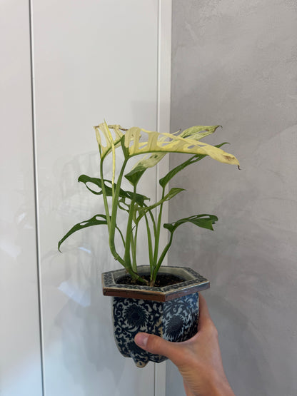 Monstra adansonii albo
