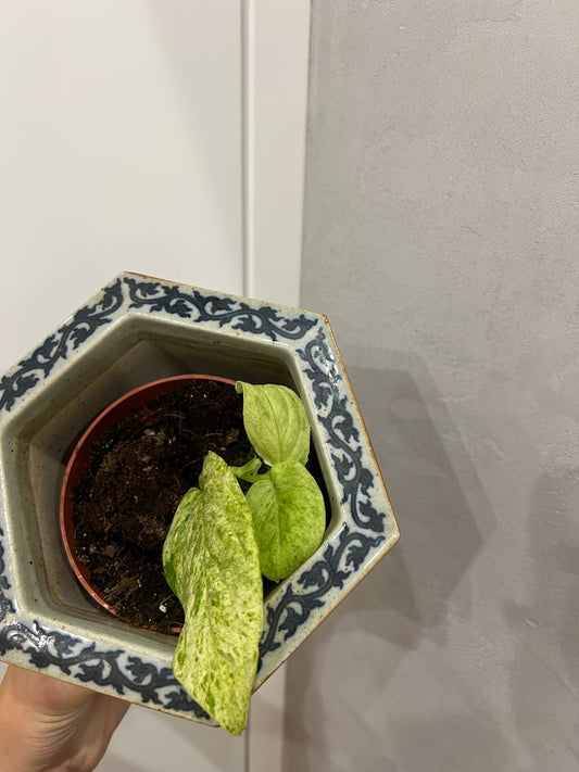 Rhaphidophora korthalsii 'Marble Aura'