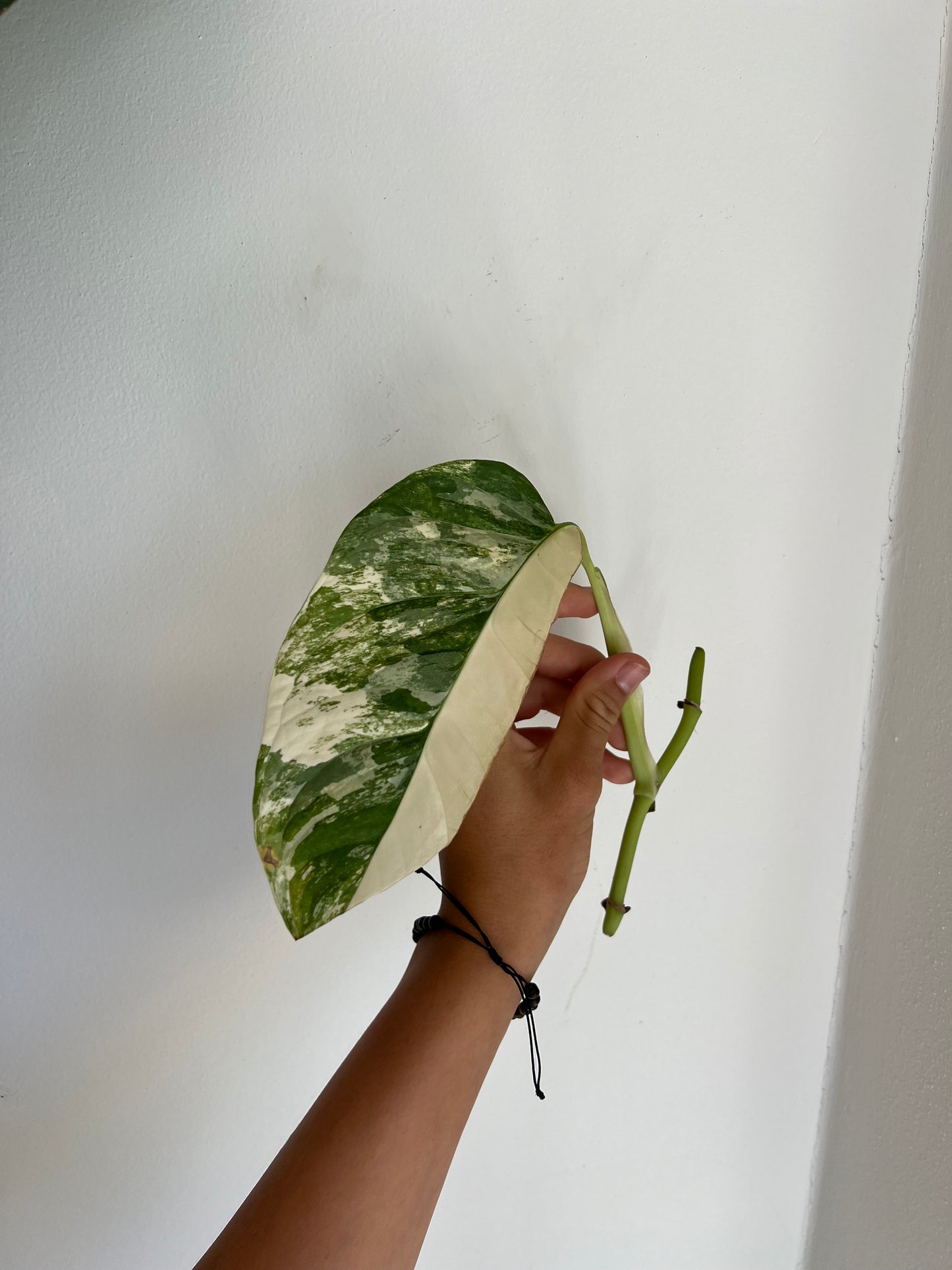 Monstera Obliqua ‘Mayuna’ Variegata
