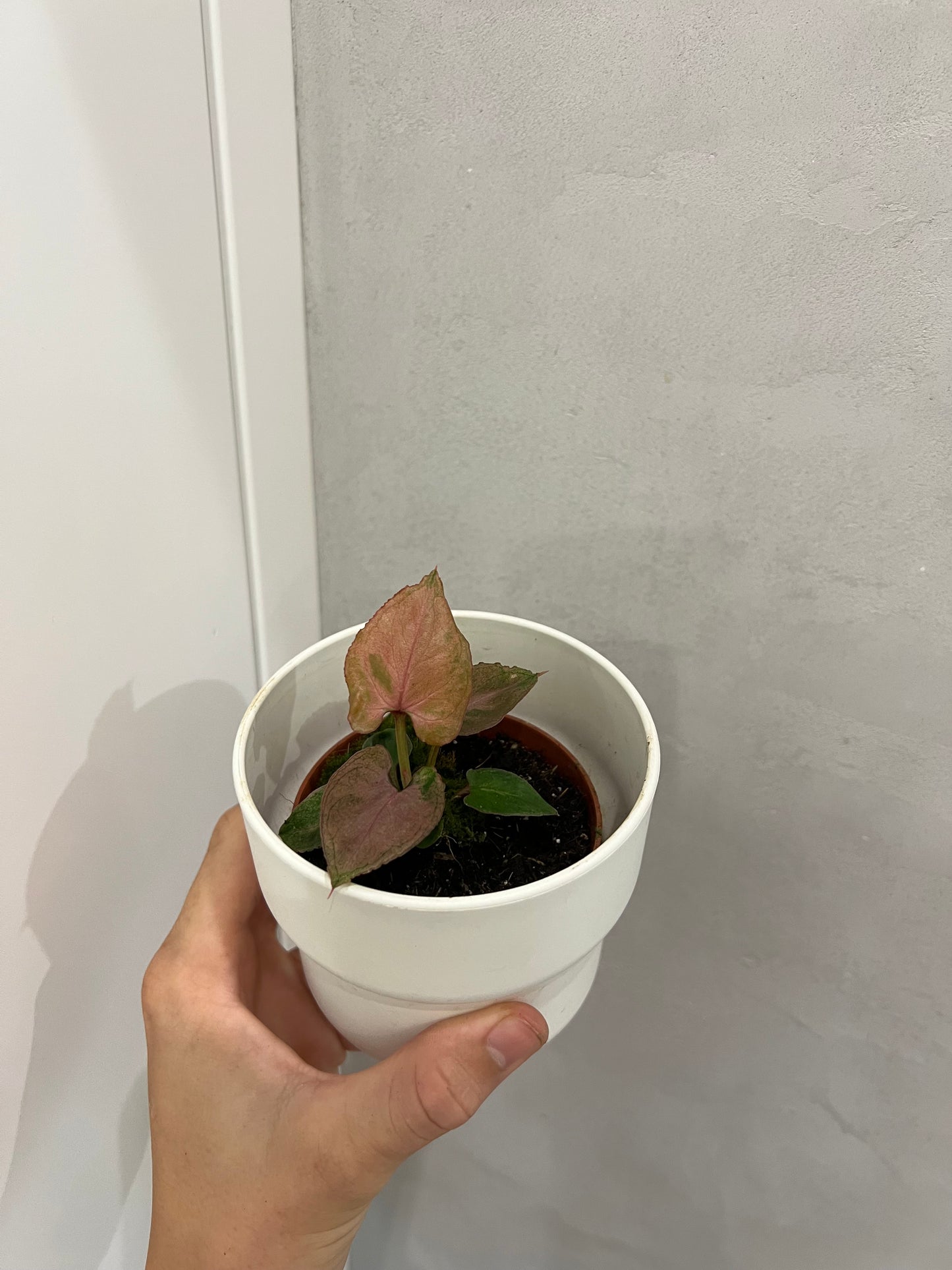 Syngonium Pink Perfection