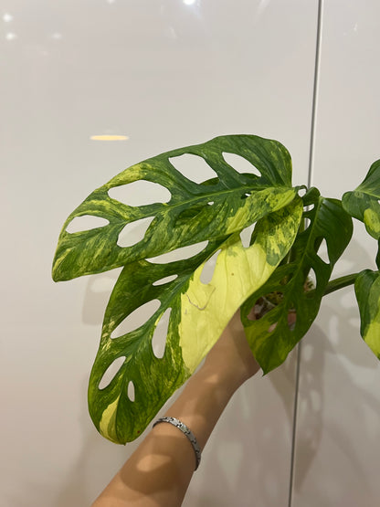 Monstera Obliqua Mayuna variegated