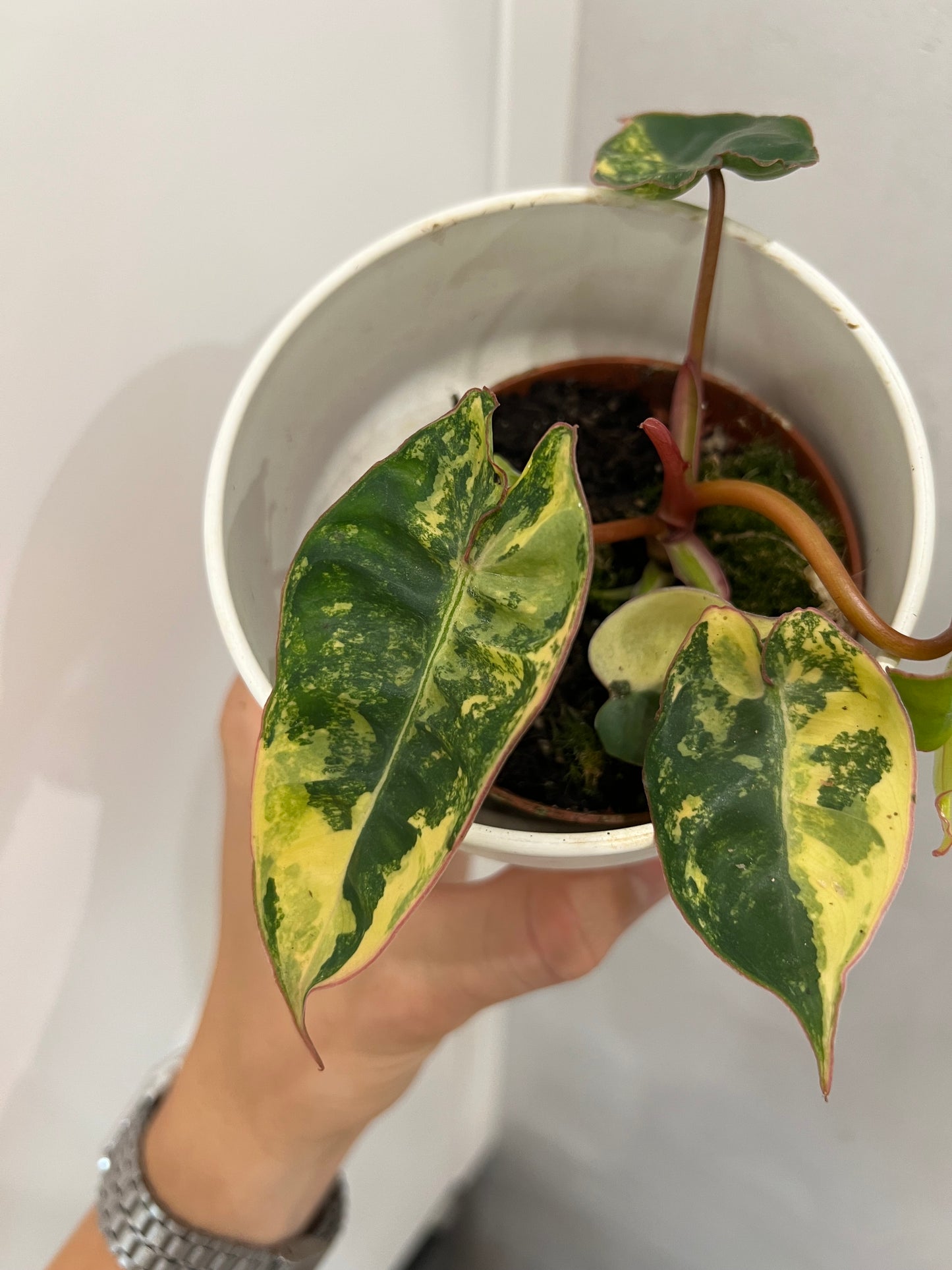 philodendron billietiae variegata