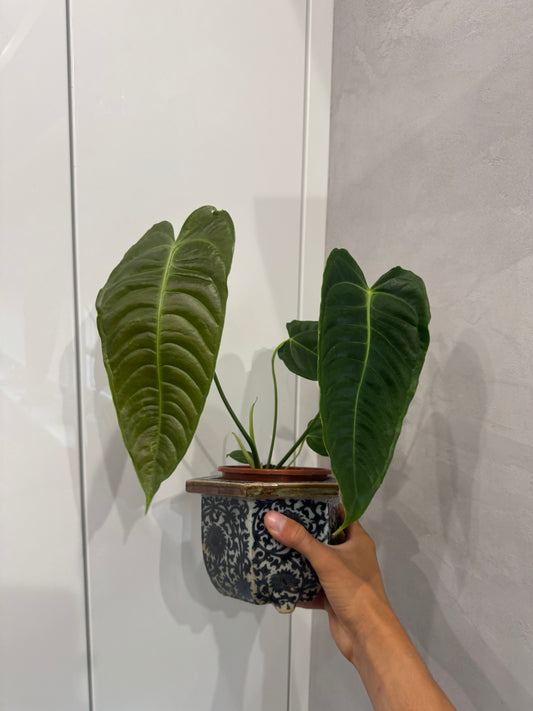 Anthurium veitchii