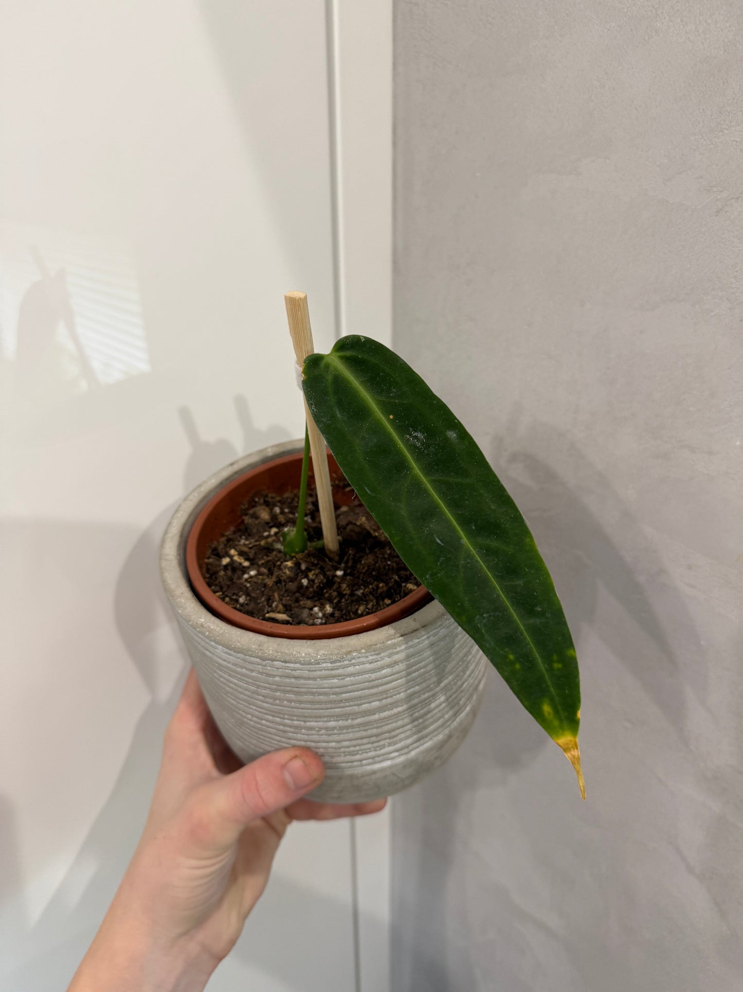 Anthurium warroqueanum