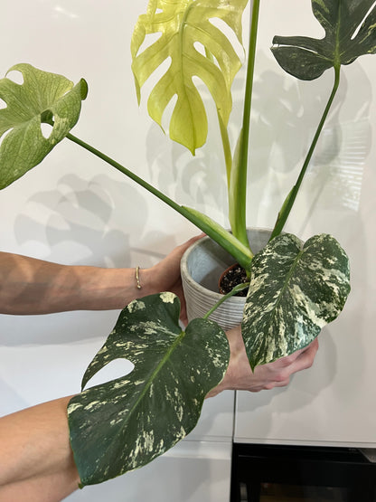 Monstera del… mint