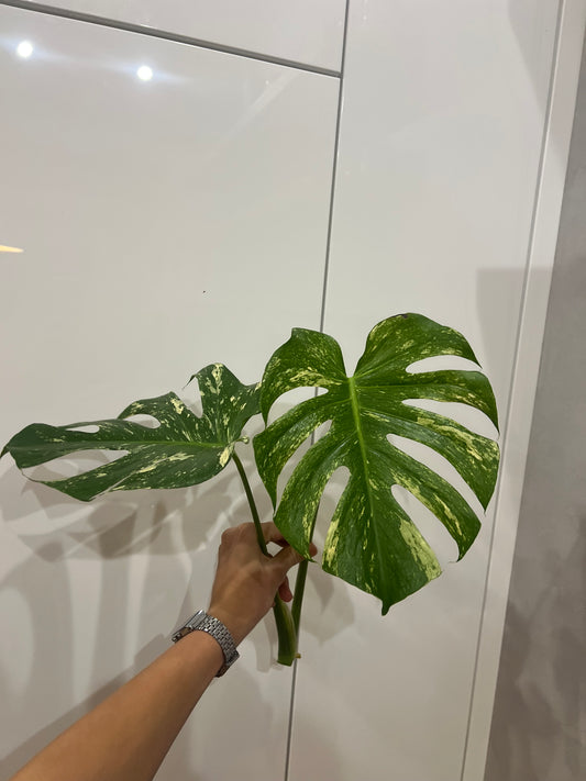 Monstera del mint