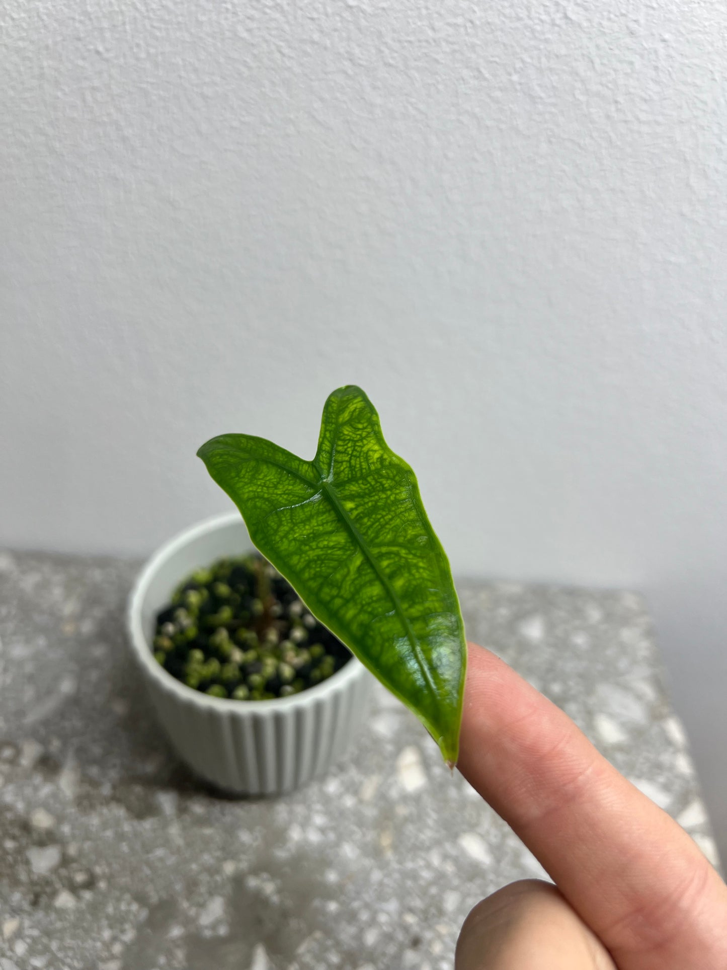 Alocasia reticulata