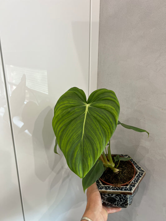 Philodendron pastazanum/mcdowell