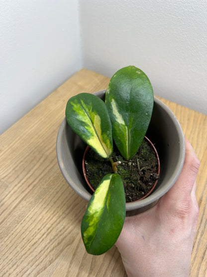 Hoya Diversifolia Maharani