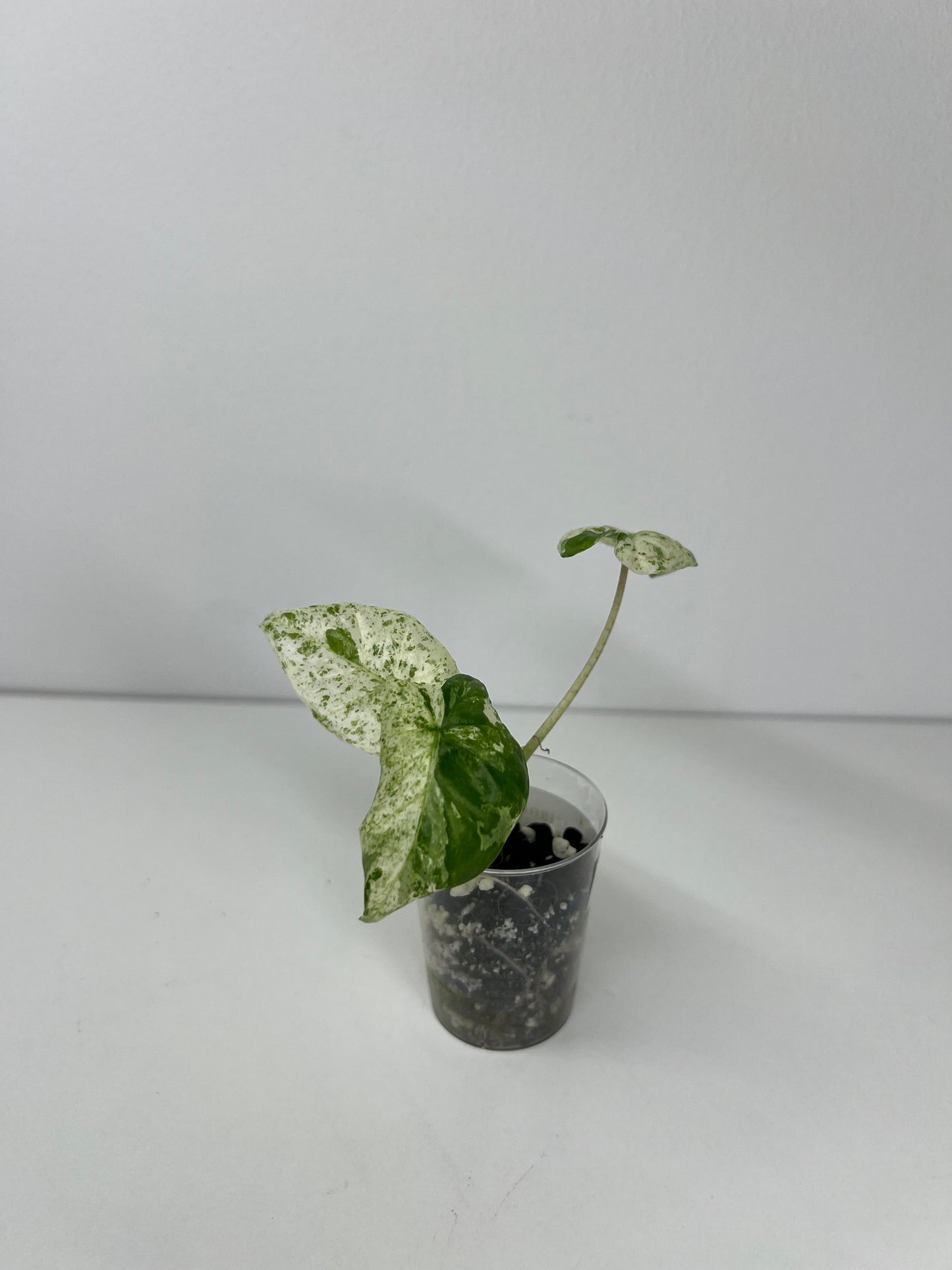 Alocasia micholitziana