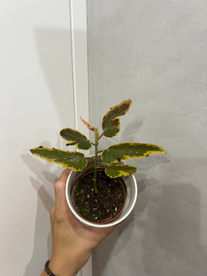 Begonia leaf Dainty Spray Sport variegated