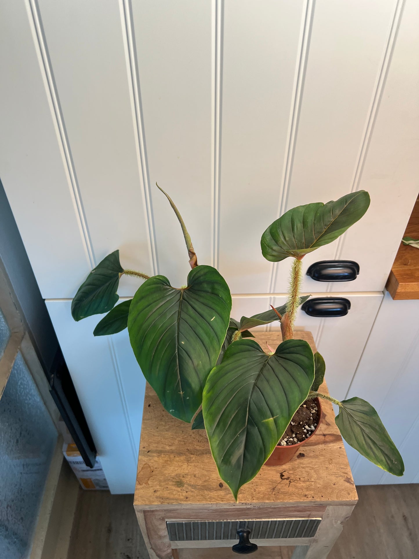 PHILODENDRON SERPENS