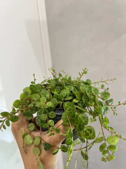 Peperomia prostrata