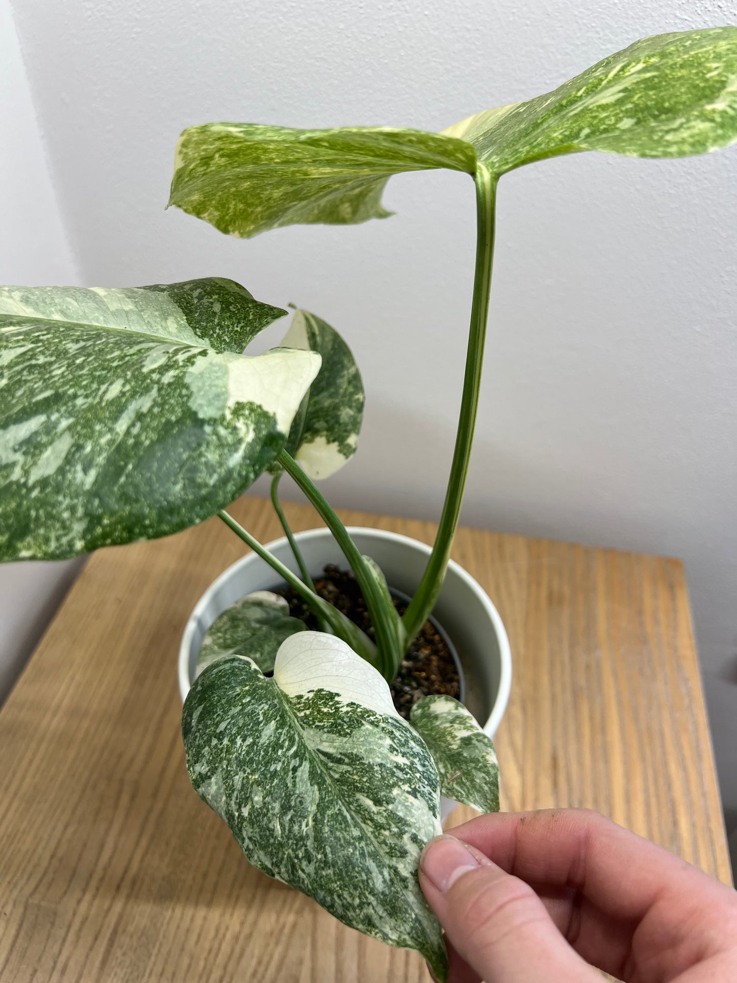 monstera creme brulee