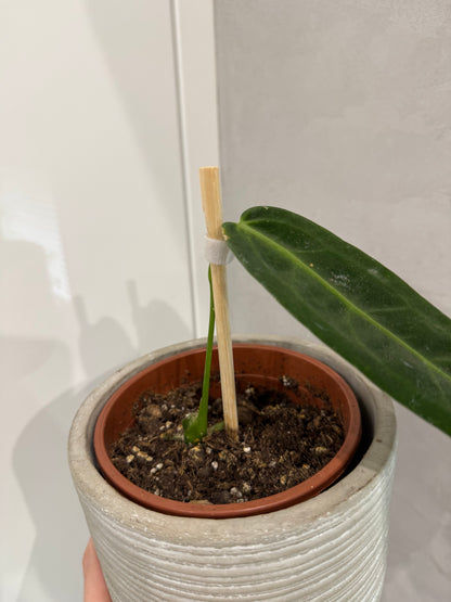 Anthurium warroqueanum