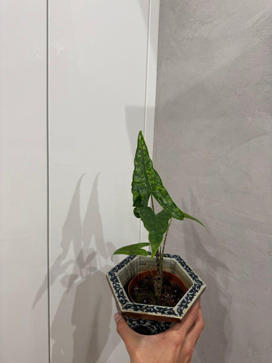 Alocasia reticulata