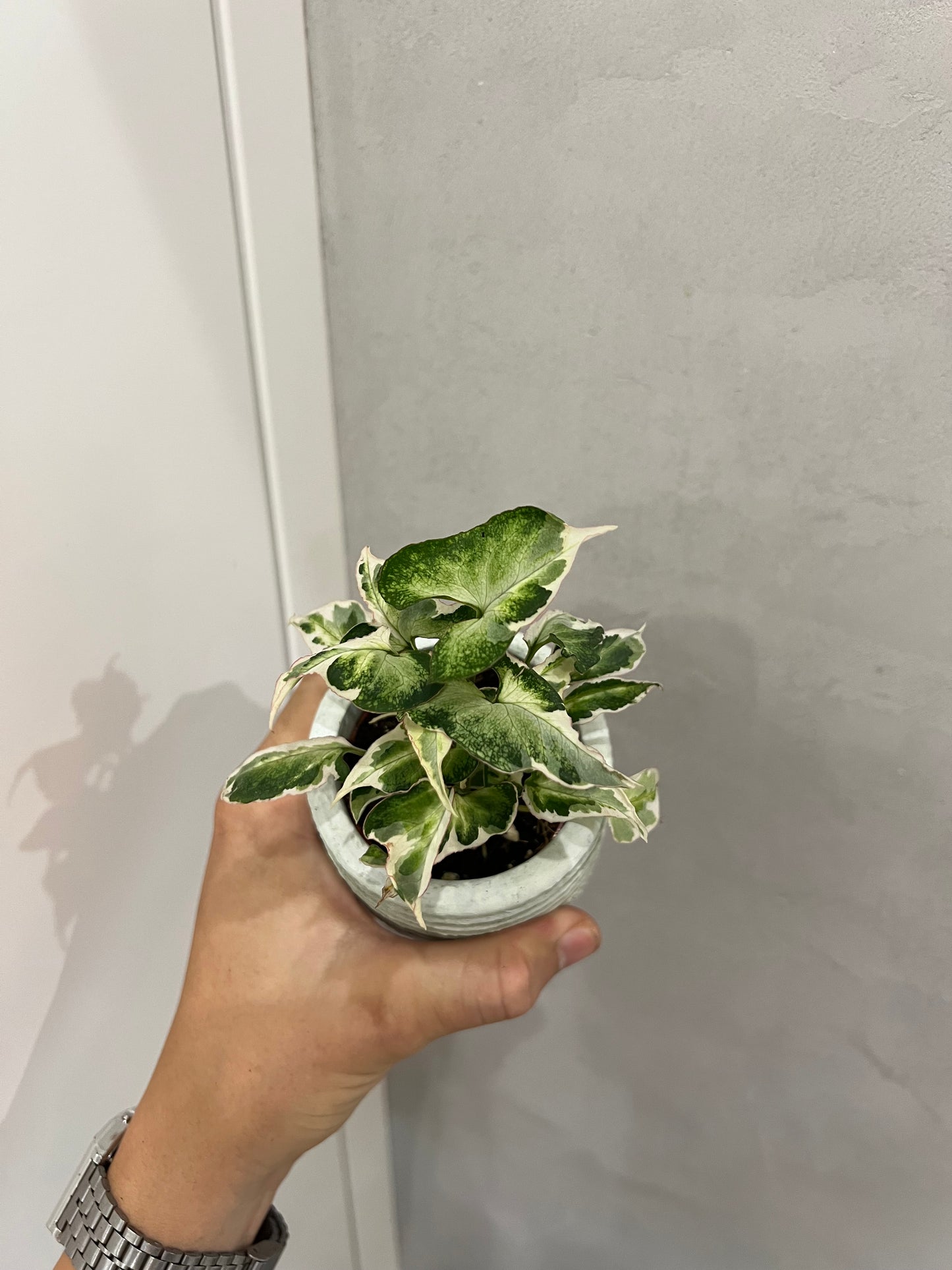 Syngonium Starlite