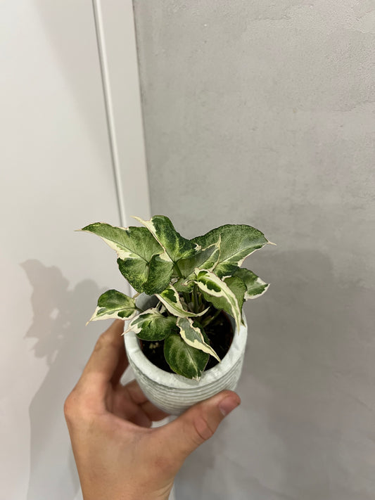 Syngonium Starlite