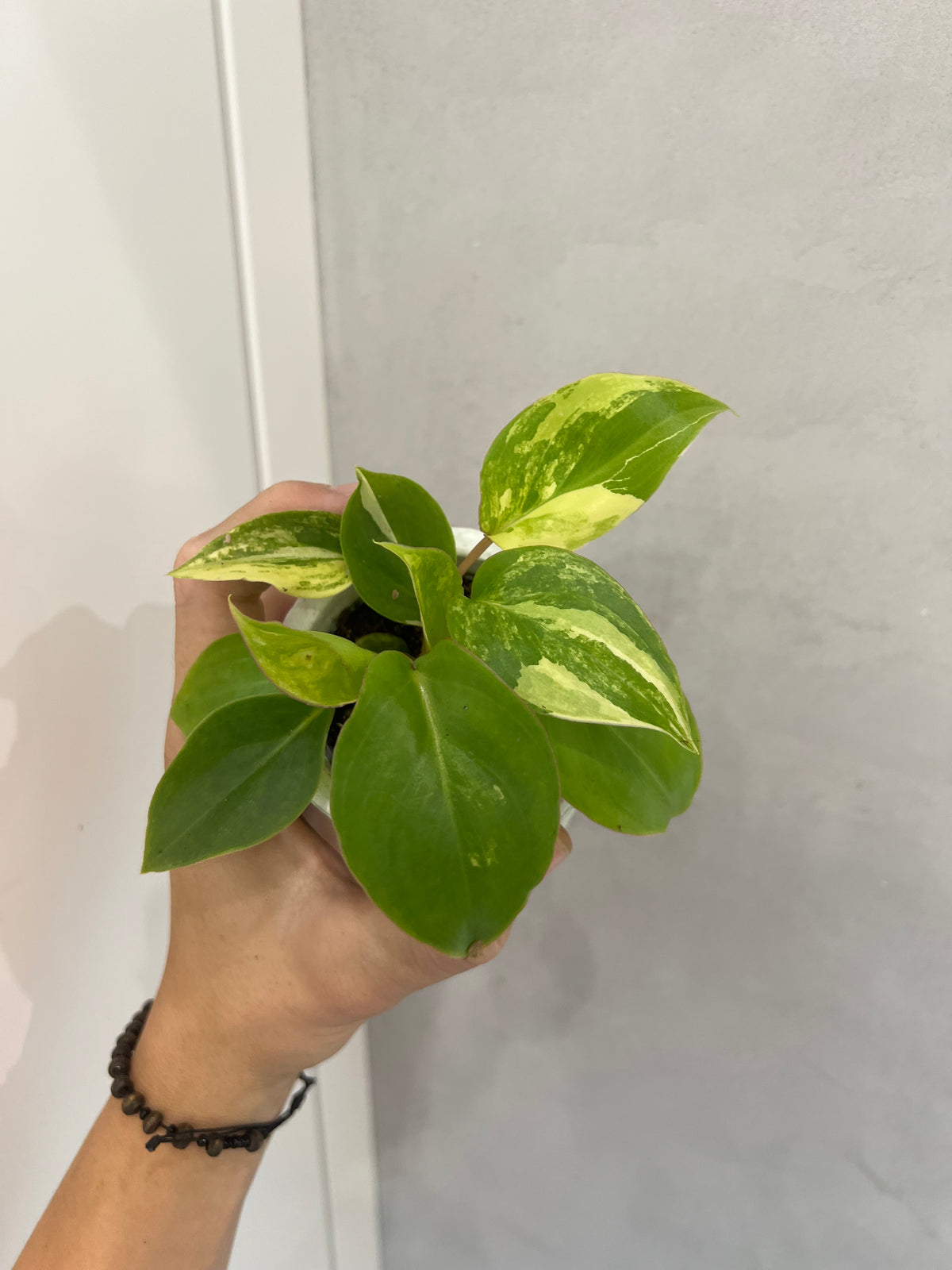Philodendron burle marx variegated