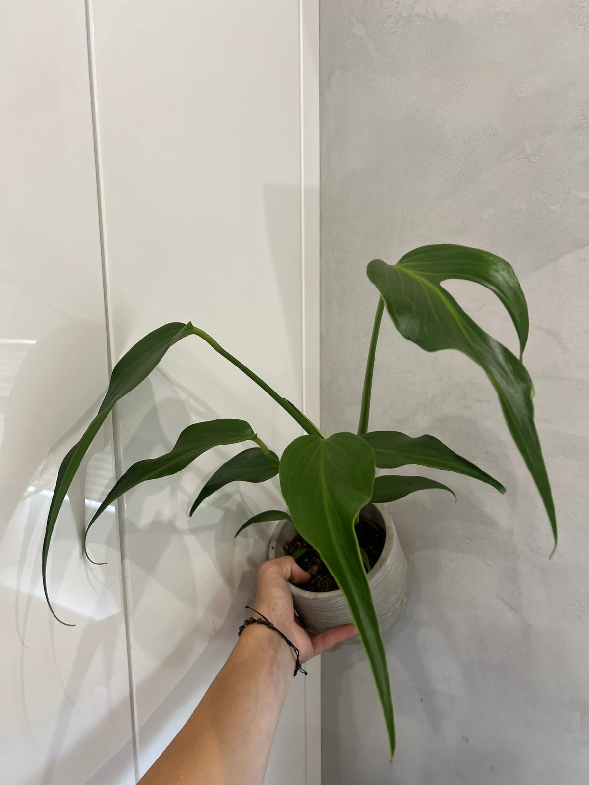 Monstera burle marx flame