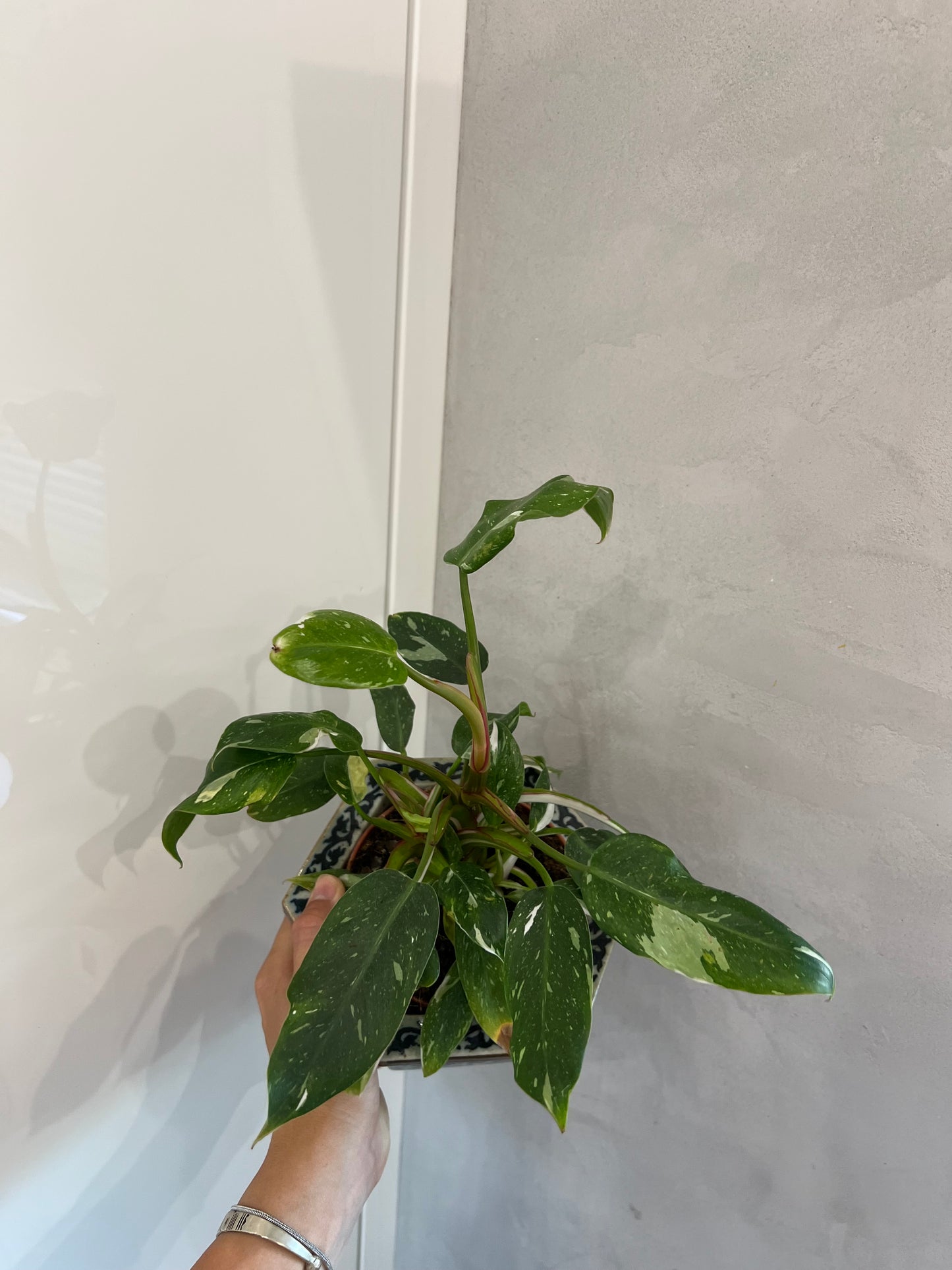 Philodendron white princes