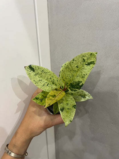 Ficus elastica ‘Shivereana’