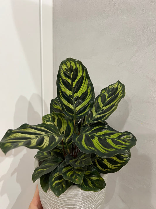 Calathea makoyana