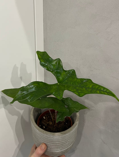 Alocasia batwing