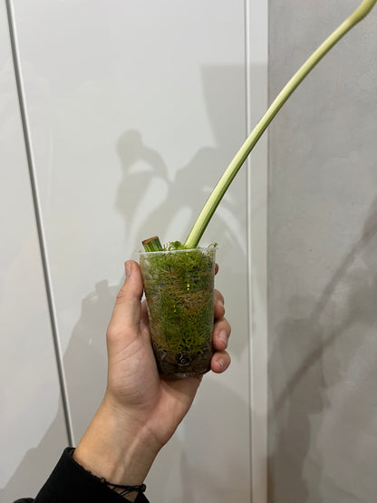 Monstera albo