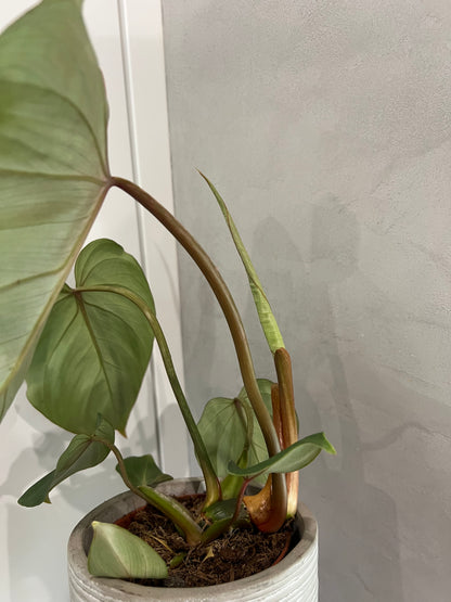 Philodendron gloriosum