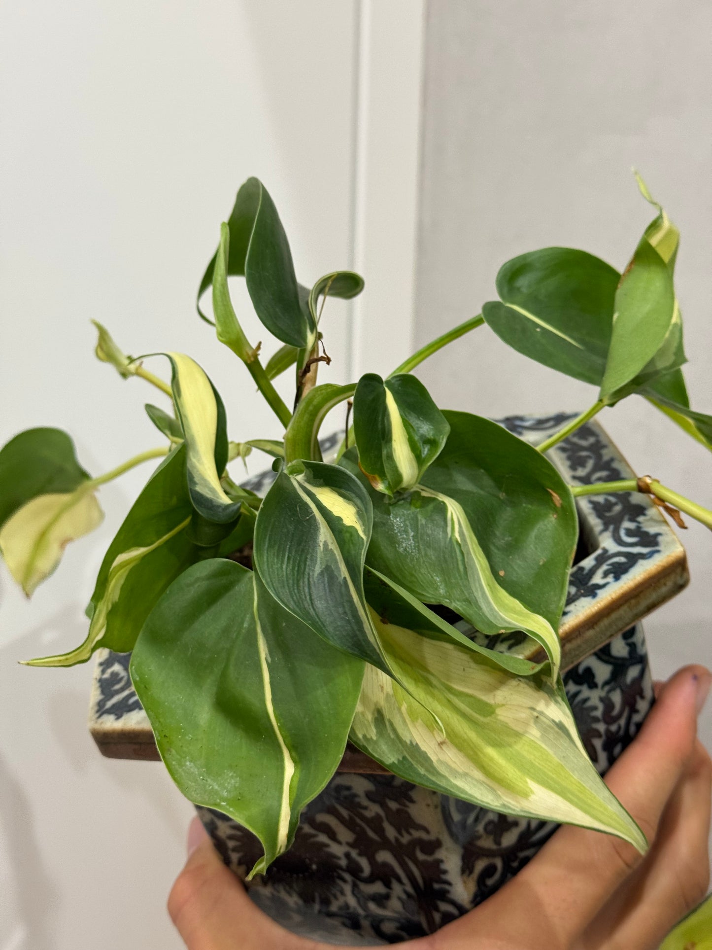 Philodendron hederecium rio