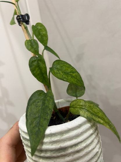 Epipremnum pinnatum yellow mint variegated