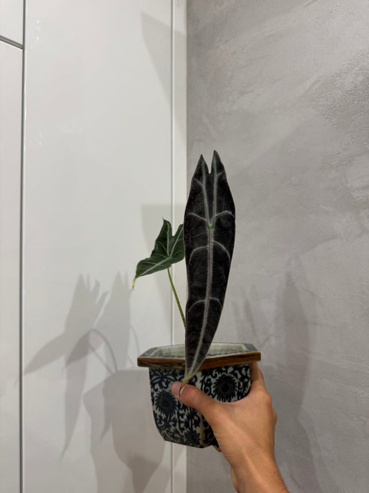 Alocasia longiloba purple