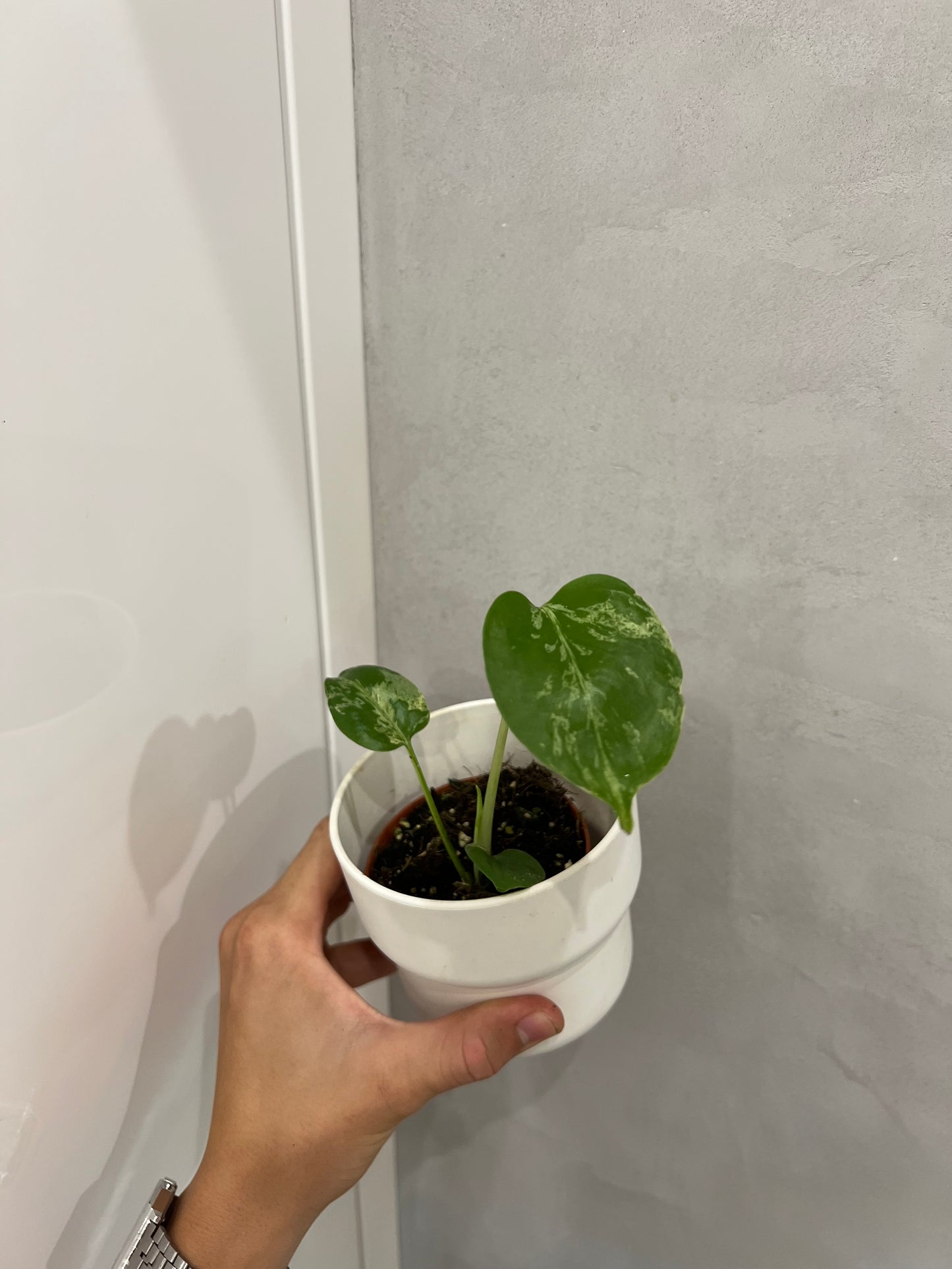 Monstera deliciosa Bulbasaur