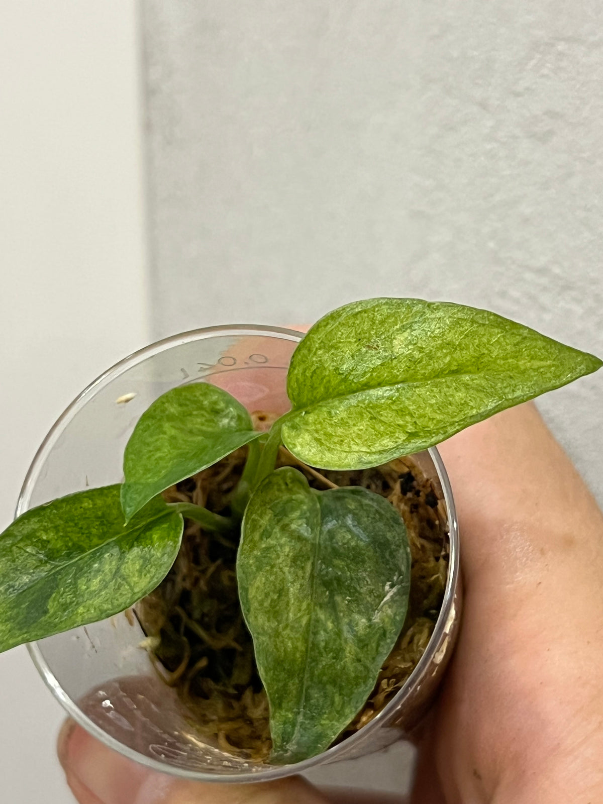 Epipremnum pinnatum yellow mint variegated