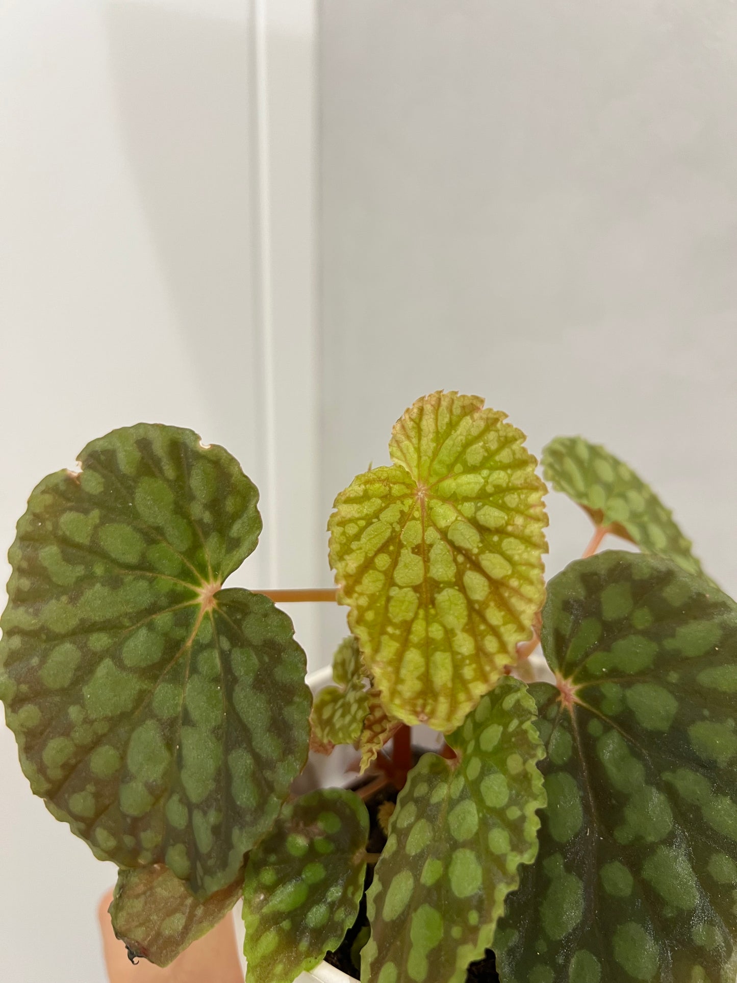 Begonia chlorosticta