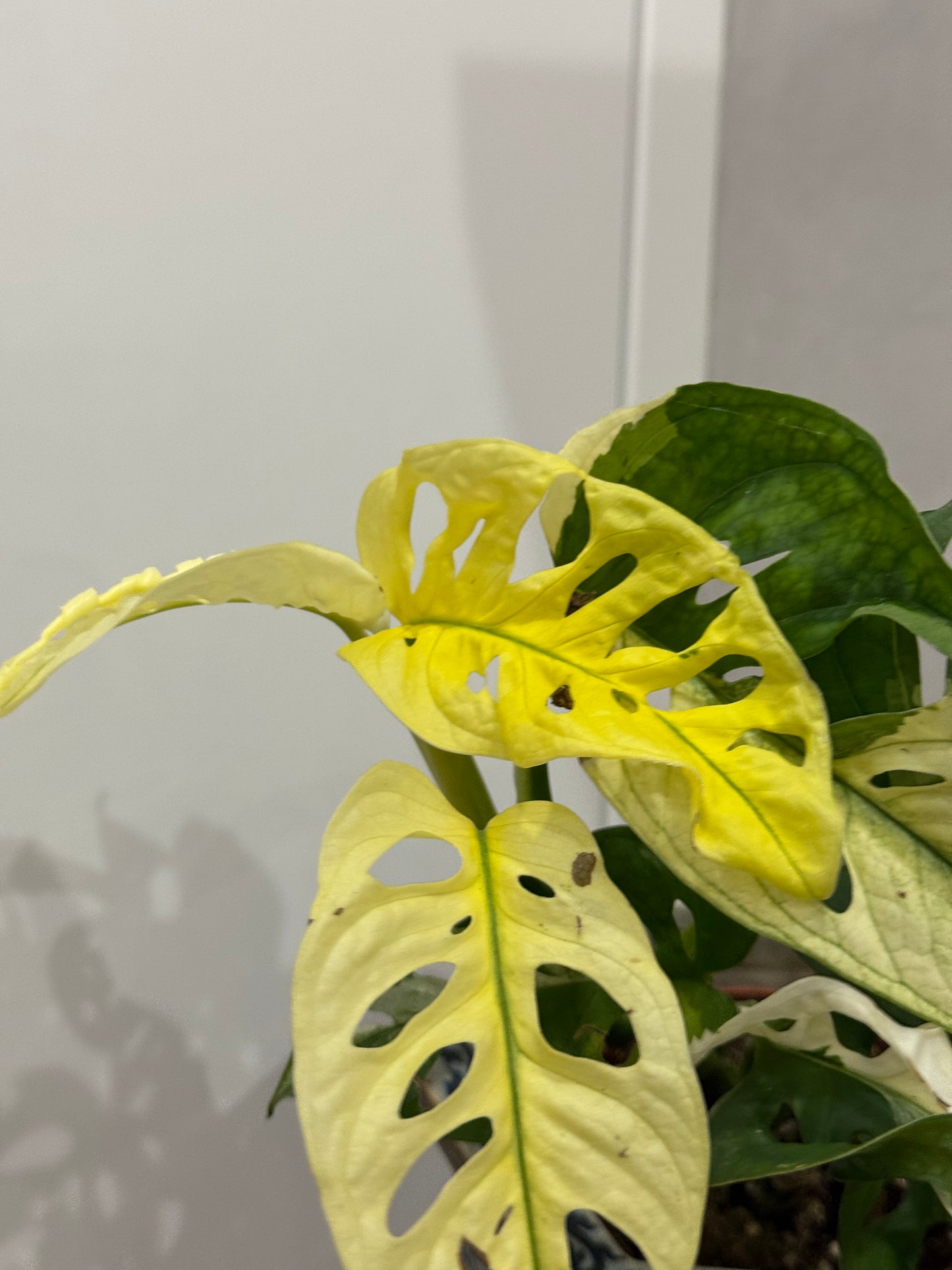 Monstera adansonii variegata