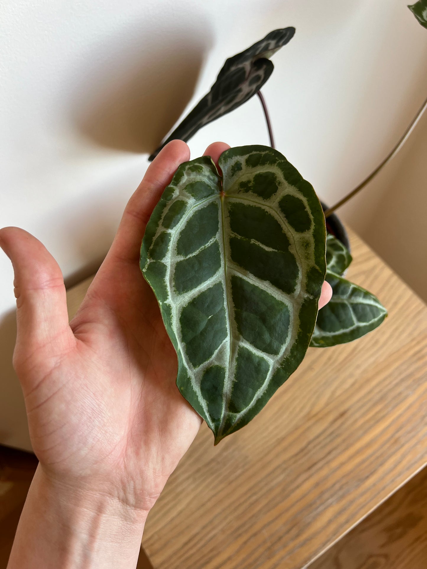 Anthurium michelle
