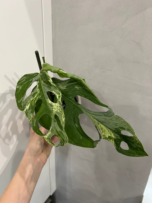 monstera indonesian marble