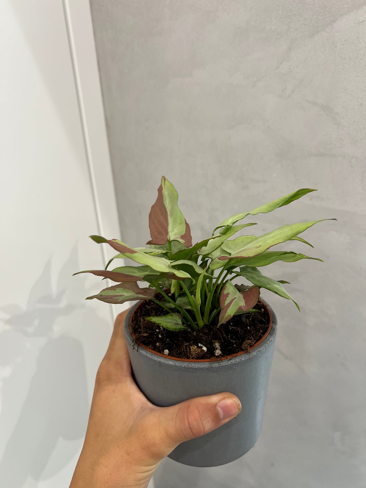 Syngonium orm nagpum var