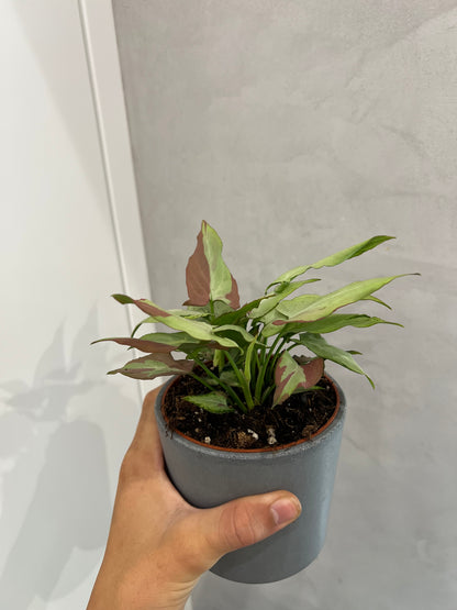 Syngonium orm nagpum var