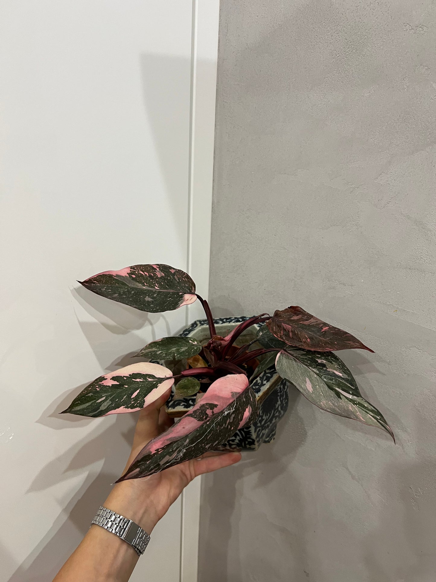 Philodendron pink princes