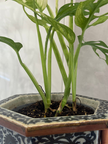 Monstra adansonii albo