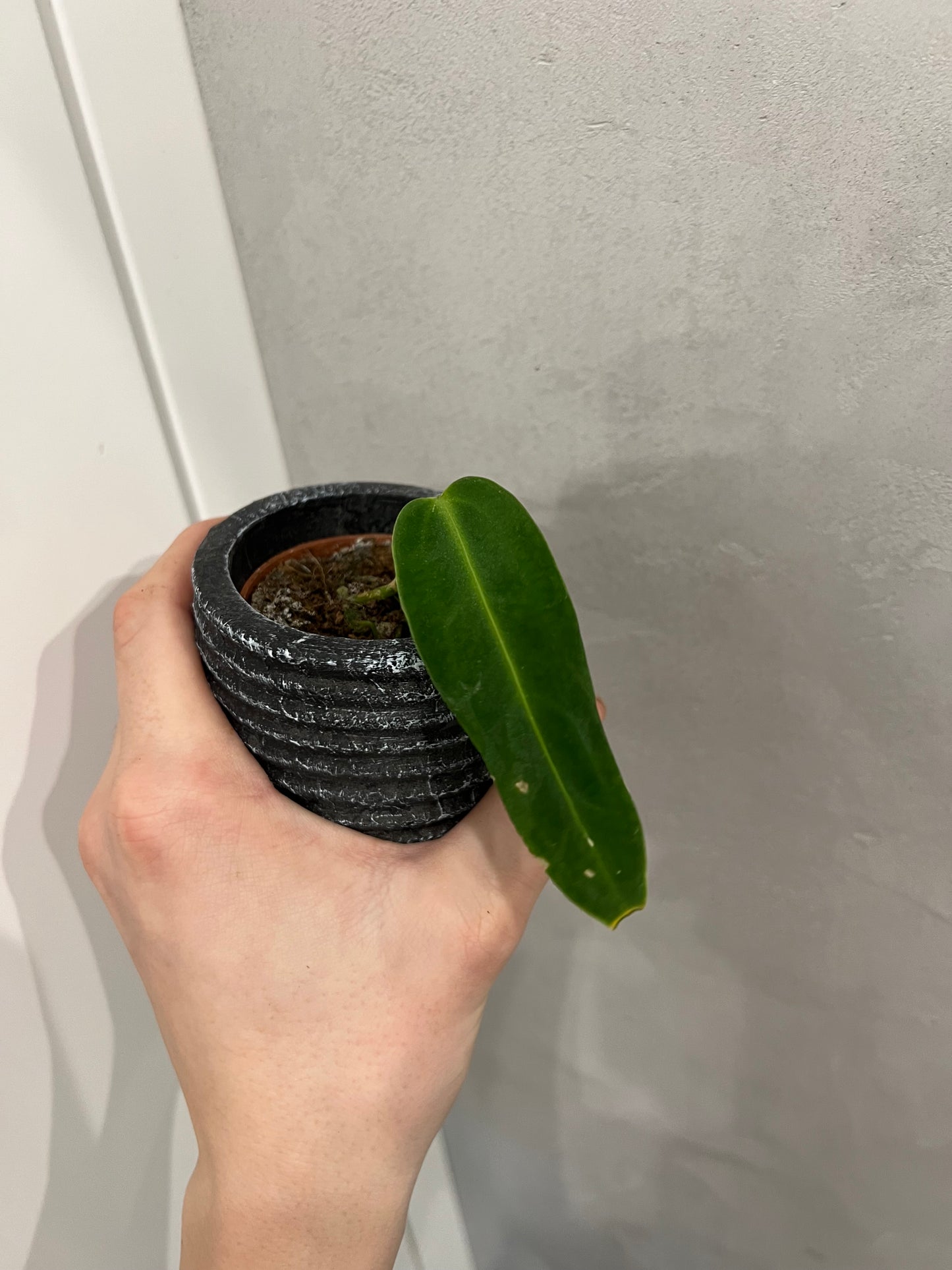 anthurium warocqueanum